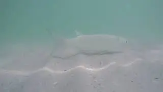 Treasure Island Thunderbird Beach Resort