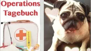 Mia Mops OP Tagebuch I Kastration I Sterilisation