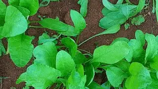Organic గ్రీన్ వెజిటబుల్ 🌱🌱🌱