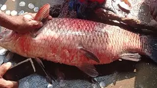 Amazing Big Black Carp Fish Cutting Skills Video In Bangladesh Fish Market || #fishing