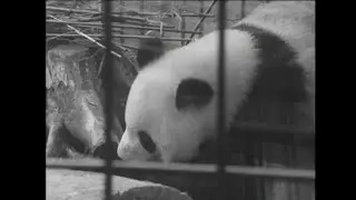 1972年（昭和47年）パンダ来日