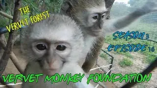 #Babymonkey broken soul, Skunkey troop 1st #babyorphan intergration,  Rox on the mend season 3 Ep16