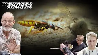 DOC SHORTS | Folge 49  - Der Bienenwolf: Philanthus triangulum