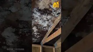 🦠Mold growth inside your home can have serious implications for your health