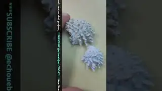 FOSSIL vs MODERN 5: Spiny Jewel Box Shell
