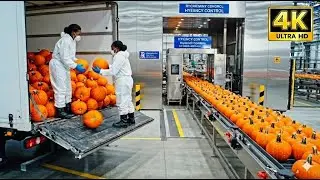 Inside a Modern Pumpkin Processing Plant 🎃 How Pumpkins Become Pumpkin Sauce  Full Process