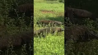 Komodo dragon hunting #komodo #shorts #amazing #animals #trending #attack