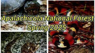 Apalachicola/Florida Panhandle Herping Spring 2025