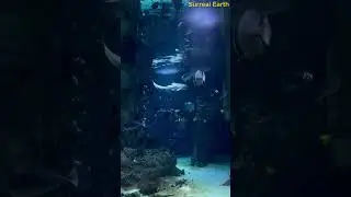 A Moment Underwater  