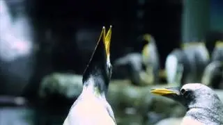 海響館Swimmin' Jazz ～Sessions with Animals of the Sea～