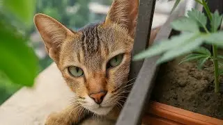Cute Cat's Leaf-Eating and Tail-Chasing Moments! | Cute Kitten Videos