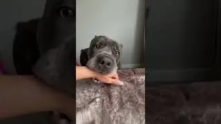 You wanna fight 🐾 #canecorso #corso #doglife #doglifestyle #doggy