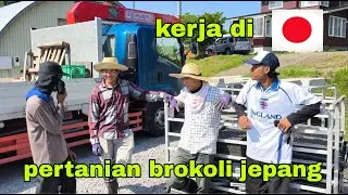 SUASANA KERJA DI PERTANIAN BROKOLI JEPANG