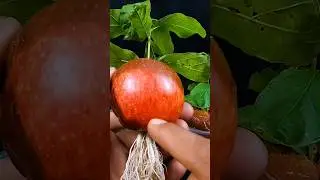 How to grow apple tree from apple fruit || Unique method for growing //#highlights