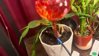 Indoor garden tour with new plant tags(Part 3)