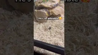 SNAKE REVEAL!!!! Meet my Mexican black kingsnake