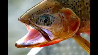 Best shots of the season 2019 in Elk River, Michel creek, Wigwam and st. Mary's
