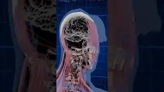 Interesting facts about the human brain that you haven't heard before ?