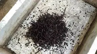 Дендробена и её 