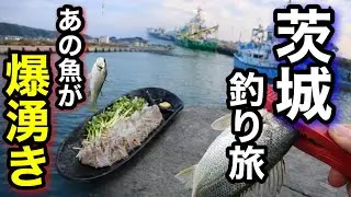 【切り抜き】茨城でアジ釣りのハズが...あの定番の魚が釣れ過ぎて別世界でした！