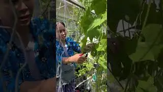 Как помочь вашим виноградным лозам выращивать фрукты и овощи с помощью нашего растения #чайот! #о...