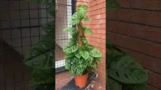 💚 Broken Heart Plant Decor Ideas | Indoor Styling 🌿#monstera #indoorplants #garden #shorts #viral