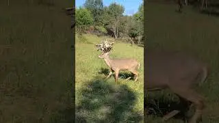 Giant droptine buck !! #antlers #deerstags #deerhunting #livestream #deerhunt #hunting #deerhunter