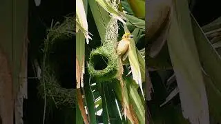 Golden birds 💕 Smart nature #wildbirds #birdswatching EP08 #suggestvideo