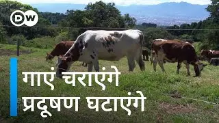 Natural plan to solve water crisis [How trees can help fight water scarcity]