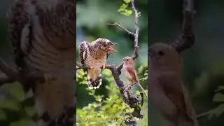 Bird 🐦🕊️ Breakfast 🐦🕊️ ll What does an birds eat?