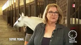 Emploi - Equicoaching, le cheval pour r&eacute;veiller sa personnalit&eacute;