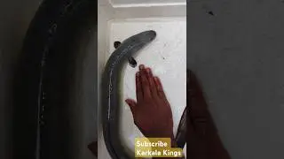 Biggest eel fish Large eel fish 🐠Indian mottled eel india monster aquarium fish #fish #eel #cooking