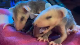 More Baby Opossums! ￼#follow #possum #baby #love #share #watch #cute #nature #animal #kids #sleep