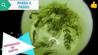 COMO REPRODUZIR GUPPY-PASSO A PASSO!