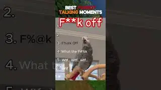 BEST PARROT Talking Moments.. Unexpected Cursing You Won't Believe!