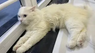 Cat Tong Tong is live!