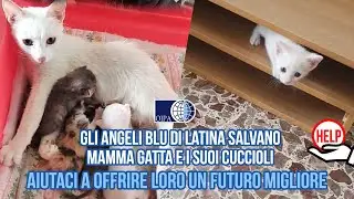 GLI ANGELI BLU DI LATINA SALVANO MAMMA GATTA E I SUOI CUCCIOLI: