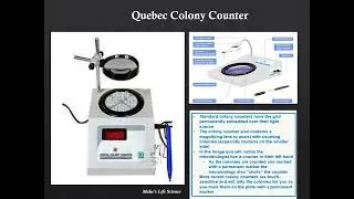 Quebec Colony Counter