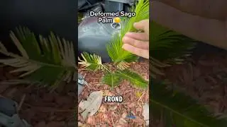 Extremely Deformed Sago Palm Tree&hellip; 🌴😔 #shorts #garden #plants