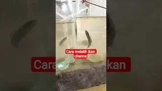 cara melatih ikan channa#cara #tutorial #tutorialyoutubeshorts #channa #aquarium #@Aria-y82