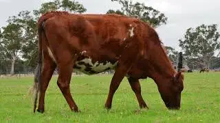 Lot 13 - Boldview Yukonian Rose