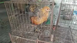 ayam brahma raksasa di pasty jogjakarta, galo indio gigante dos pasarro mercado em jogja indonesia