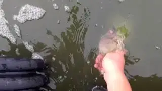 Bass Fishing With The Flick Shake