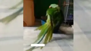 Winter 🥶❄️|| Parrot Bathing In Water ||Parrot Bath Time 🦜🚿 #pets #parrot #birds #youtubevideo
