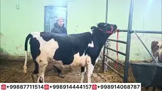 АРЗОН НАРХДА ЗОТДОР МОЛЛАР СОТЛАДИ ШАММОДБЕК АРЗОНЧИ ФЕРМАСИ 22-января 2026 г.