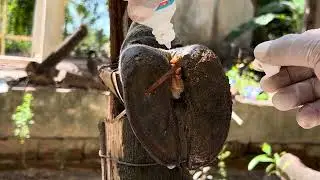 Ep T1 MrLong Experts use stone treat cow&rsquo;s foot-The cleaning and cuttung!