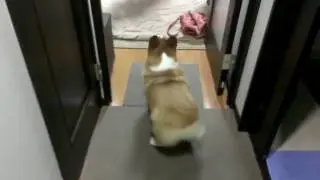 Corgi twerking that big booty.mp4