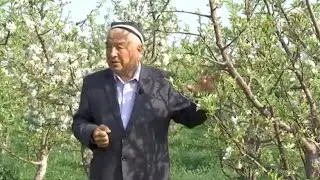 Аномал совуқни мевали дарахтларга таъсири қандай бўлди? Боғбон бобо маслаҳатлари | Mening bog'im