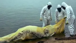 Disturbing Mutations Discovered in Creatures From Toxic Lakes
