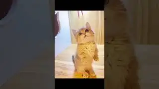 funny cute cat videos @Syl_Vester cat